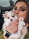 Pomsky Puppies for sale in S Meridian, Puyallup, WA, USA. price: NA