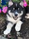 Pomsky Puppies for sale in S Meridian, Puyallup, WA, USA. price: NA