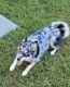 Pomsky Puppies for sale in Suffolk, VA 23434, USA. price: NA