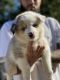 Pomsky Puppies for sale in Lansing, MI 48910, USA. price: $2,000