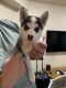 Pomsky Puppies for sale in Madison, WI, USA. price: $3,500