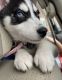 Pomsky Puppies for sale in Lebanon, IN 46052, USA. price: $500