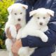 Pomsky Puppies for sale in Los Angeles, CA, USA. price: $250