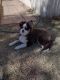 Pomsky Puppies for sale in Tucson, AZ, USA. price: $1,500