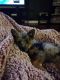 Pomsky Puppies for sale in Walled Lake, MI 48390, USA. price: $2,000