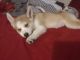 Pomsky Puppies for sale in Hollywood, FL, USA. price: $3,500