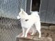Pomsky Puppies for sale in Portland, IN 47371, USA. price: $1,000