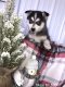 Pomsky Puppies for sale in Salesville, OH 43778, USA. price: $900