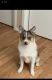Pomsky Puppies for sale in New York, NY, USA. price: $700