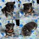 Pomsky Puppies for sale in Varysburg, NY 14167, USA. price: $1,500