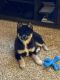 Pomsky Puppies for sale in Bridgman, MI 49106, USA. price: $1,900