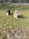 Pomsky Puppies for sale in Homosassa, FL, USA. price: $1,900