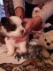 Pomsky Puppies for sale in Vernon, FL 32462, USA. price: $1,000