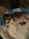Pomsky Puppies for sale in Riverside, CA, USA. price: $3,500