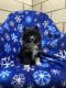 Pomsky Puppies for sale in Topeka, IN 46571, USA. price: $850