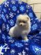 Pomsky Puppies for sale in Topeka, IN 46571, USA. price: $850