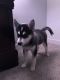 Pomsky Puppies for sale in Portland, OR, USA. price: $2,000