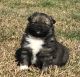 Pomsky Puppies for sale in Stringer, MS 39481, USA. price: $950