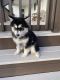 Pomsky Puppies for sale in Munfordville, KY 42765, USA. price: $800