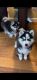 Pomsky Puppies for sale in Federal Way, WA, USA. price: $3,500