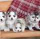 Pomsky Puppies for sale in 203 US-1, Norlina, NC 27563, USA. price: $500