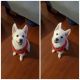 Pomsky Puppies for sale in East Rutherford, NJ, USA. price: $1,500