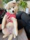 Pomsky Puppies for sale in East Rutherford, NJ, USA. price: NA