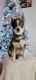 Pomsky Puppies for sale in Lancaster, PA, USA. price: NA