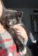 Pomsky Puppies for sale in Centereach, NY, USA. price: $2,500