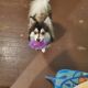 Pomsky Puppies for sale in Ware, MA 01082, USA. price: $2,800
