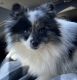 Pomsky Puppies for sale in Tampa, FL, USA. price: $1