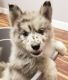 Pomsky Puppies for sale in Ormond Beach, FL 32174, USA. price: $1,500