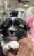 Pomsky Puppies for sale in Bakersfield, CA, USA. price: NA