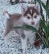 Pomsky Puppies for sale in Spring Hill, FL, USA. price: $2,950