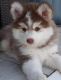 Pomsky Puppies for sale in Spring Hill, FL, USA. price: $750