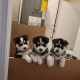 Pomsky Puppies