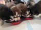 Pomsky Puppies for sale in Lowell, MA, USA. price: $2,500