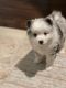 Pomsky Puppies for sale in Long Island Expy, New York, NY, USA. price: $4,000
