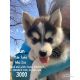 Pomsky Puppies for sale in Friendship, NY 14739, USA. price: $2,500