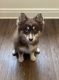 Pomsky Puppies for sale in 7801 Stumble Journey Ln, Clair-Mel City, FL 33619, USA. price: $2,500
