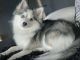 Pomsky Puppies for sale in Los Angeles, CA, USA. price: $5,000