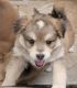 Pomsky Puppies for sale in Chandler, AZ, USA. price: $500