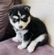 Pomsky Puppies for sale in Captiva, FL 33924, USA. price: $2,500