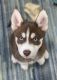 Pomsky Puppies for sale in Rogers, MN 55374, USA. price: $2,000