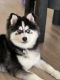 Pomsky Puppies for sale in Los Angeles, CA 90024, USA. price: $2,000
