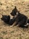 Pomsky Puppies for sale in Durant, OK, USA. price: $50,000
