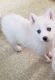 Pomsky Puppies for sale in Danville, OH 43014, USA. price: $650