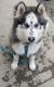 Pomsky Puppies for sale in New Rochelle, NY, USA. price: $1,500