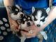 Pomsky Puppies for sale in Addison, MI 49220, USA. price: NA