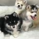 Pomsky Puppies for sale in Los Angeles, CA, USA. price: $600